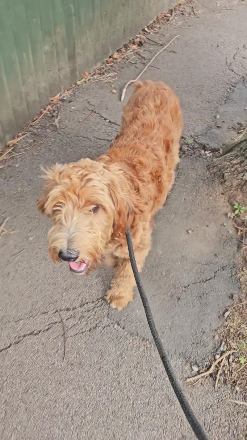 A ginger cockapoo on a lead on a garden path, coat long and shaggy