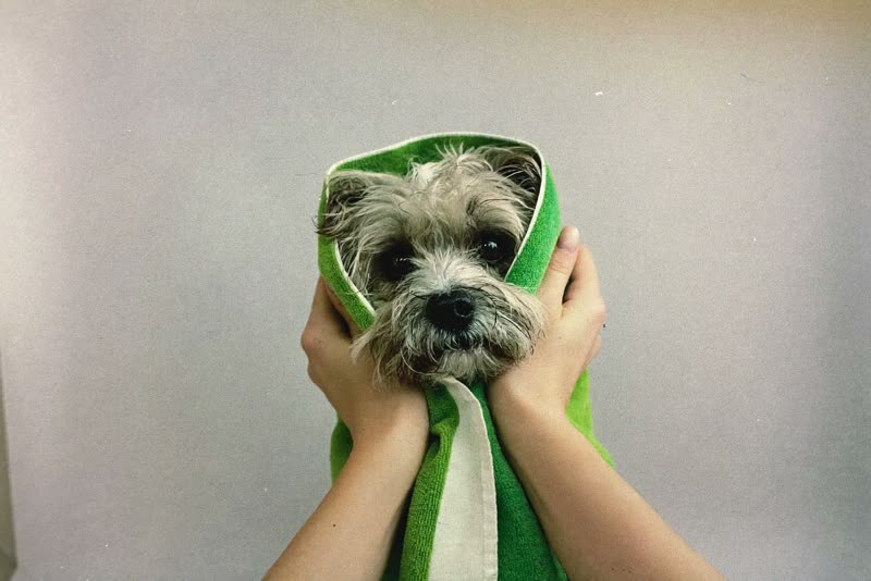 Hands towel-drying a small wavy-coated dog