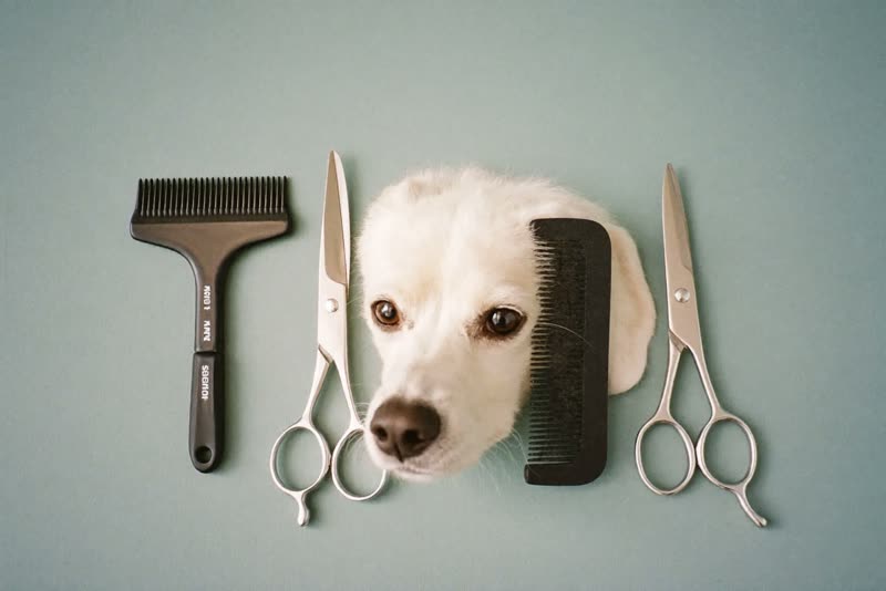 Dog grooming scissors, comb, slicker brush and clippers laid out on a pale surface