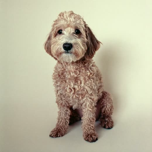 A small curly-coated dog with a freshly washed damp coat