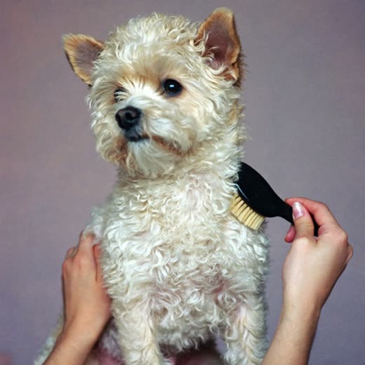 Hands brushing out a small cream dog's curly coat with a slicker brush