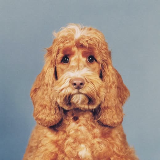 An apricot cockapoo with a neatly trimmed face and clear eyes