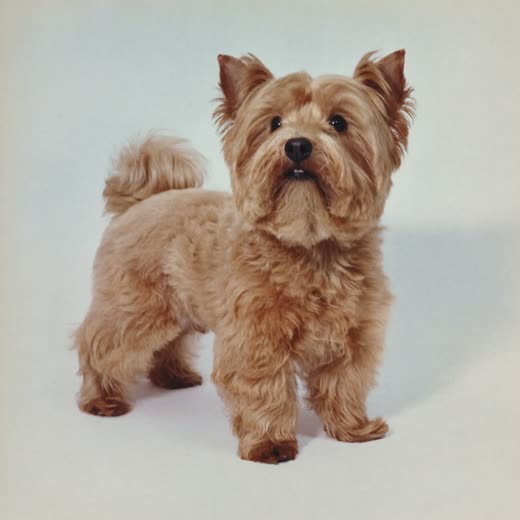 A small fluffy terrier with an evenly scissored, freshly finished coat
